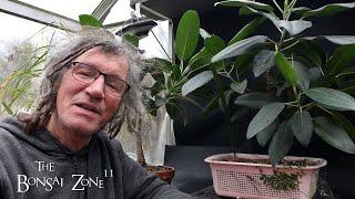 Pruning and Repotting My Moreton Bay Ficus, Part 1, The Bonsai Zone, Nov 2024