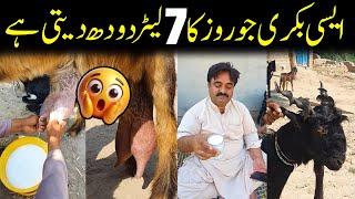 Nayab Nasal Ki Bakri | Roz Ka 7 Liter Dood Deny Wali Bakri | DDP Bakri | Sha Faizan Vlog