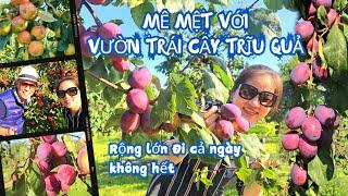 Lần đầu đến vườn táo, mận (Plum) siêu rộng lớn của người Na Uy và tự tay hái tại vườn