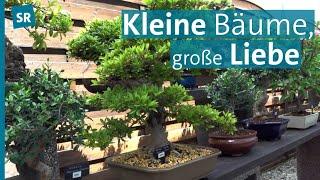 Hobby Bonsai im Saarland: Von Wurzeln und Substrat bis Schale, Schnitt und Pflege