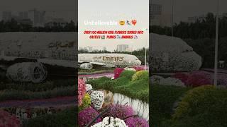 Dubai  The Unbelievable Miracle Garden with 100 Million Flowers  #flower #garden #natureart #yt