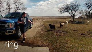 He Didn’t Realize He was the Goat Whisperer | RingTV