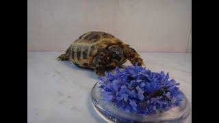 Черепаха ест Растение Цицербита. Черепаха ест Фиолетовый цветок Turtle eating purple flower Черепахи