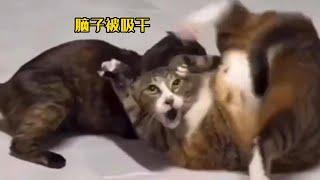 當兩隻猫咪在一起會發生怎樣有趣的事呢~