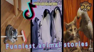 Funniest animal stories | Talking animals | @klrdubs