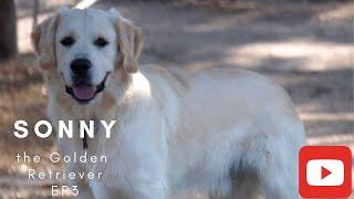 Sonny the Golden Retriever [EP3]