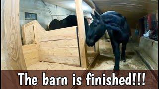 How do the horses like their NEW BARN?!?!?!  // Renovating a Draft Horse Barn with Standing Stalls