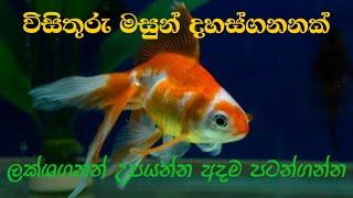 Ornamental Fish Aquarium Fish Farming In SRI LANKA Sinhala | විසිතුරු මසුන් වගා කරමු