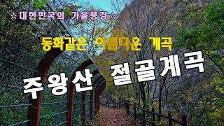 대한민국의 가을풍경 40.주왕산 절골계곡의 단풍（2024.11.06.촬영)—이번주가 절정일 듯