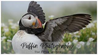 Puffin Photography | Wildlife Photography | The Farne Islands