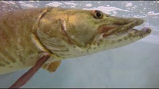 Jake Wolf Fish Hatchery: Musky Spawning