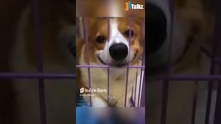 Animal Fundub Part 103  | Malayalam Fundub | ©Ji Talkz | Jijith Elamadu #malayalamfundub #shorts