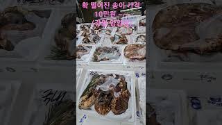 송이 버섯 가격이 뚝.  500g  10만원 부터 ~~~    강원 양양장 23. 10. 14일