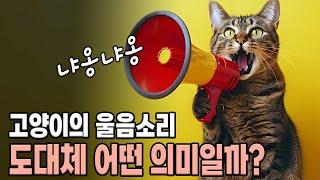 고양이 울음소리는 어떤 의미일까? 고양이 울음소리 해석