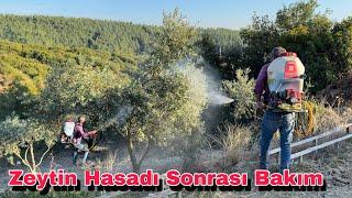 Hasat Sonrası Zeytin Ağacı Bakımı Yapıyoruz !