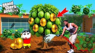 Franklin and Shinchan Grow Big Watermelons Outside Their House in GTA 5