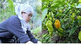 Organic King Chilli Cultivation