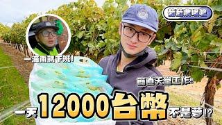 [2022]澳洲打工度假：農場最爽農作物沒有之一！？|一天就可賺 1萬2台幣 | Working in Mildura Australia 