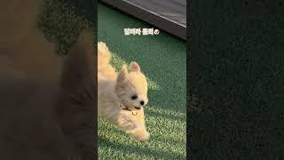 #반려견 #강아지 #강아지달리기 #토리의하루 #토리 #달려라톨희 #헥헥