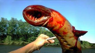 Craziest Looking Sea Creatures