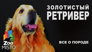 Золотистый Ретривер - Все о породе