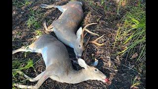 Deer Hunting With Dogs Down In The Swamp!!!