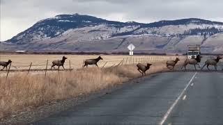 Massive Herd of Elk Crossing HWY 237 in Eastern Oregon - December 2022