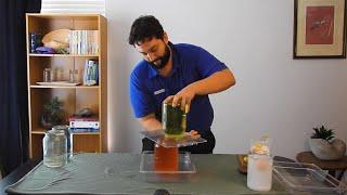 Water salinity and density experiment | At Home Science Experiment | Scitech WA