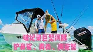 Peel Island Fishing, Record Size Toadfish, Shovelnose Ray, Tuskfish, Full Bucket of Crabs 摩顿湾捕蟹钓鱼大丰收