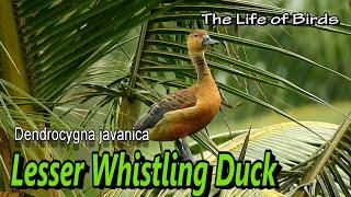 The Life of Birds | Lesser whistling duck | Dendrocygna Javanica