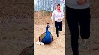 The peacock and the crane #shorts #peacock #bdsports