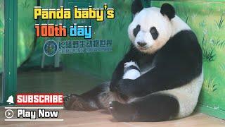 Panda Chat Group: Panda Baby’s 100th Day | iPanda