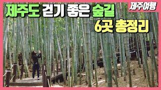 [제주가이드] 걷기 좋은 계절! 제주도의 '힐링가득' 숲길들 6곳 모아서 소개드립니다. [제주여행/제주살이]