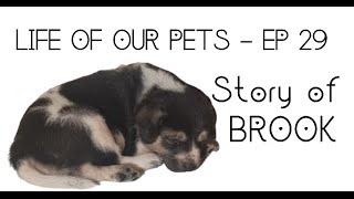 LIFE OF OUR PETS - EP 28 - Story of Brook