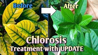 Chlorosis! Best Treatment for Yellow Leaves with UPDATE //How to Treat Yellow Leaves on Plants