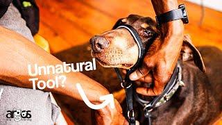 Are Head Halters Unnatural? | Ask Argos