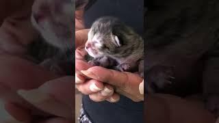 Kitten  1 Day Old! ️#newbornkittens #newbornkitten #kittenmeowing #babyanimals  #elsalvador