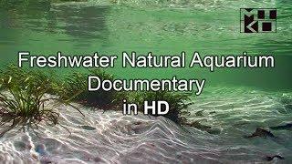 Freshwater Natural Aquarium Documentary HD Mikolji