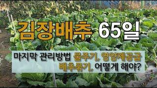 김장배추 마지막 관리 방법 물 주기 영양제 공급 배추 묶기 어떻게 해야? #김장배추 물 끊는 시기 #김장배추 영양제 주기 #김장배추 묶는 시기.