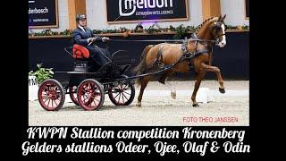 Odeer, Ojee B, Olaf Official and Odin at the KWPN Stallion Competition Kronenberg