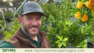 Red Lime Trees Now Available at Taylor's Landscape Supply!