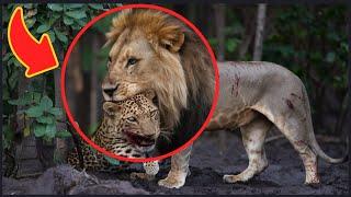 10 Bad Moments Leopard Get Injured While Picking The Wrong Prey!