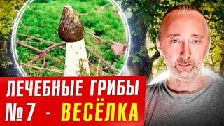 ВЕСЁЛКА: лечебный ГРИБ от рака, кист, миом, фибром..
