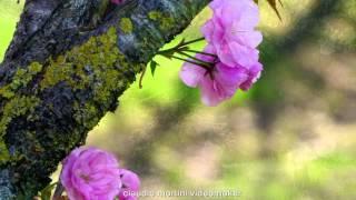 PRIMAVERA IN UMBRIA The colors of spring - Full HD