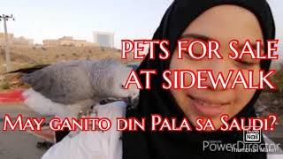 PETS (BIRDS, HAMTERS, PARROT) FOR SALE AT SIDEWALK || AL BAHA || SAUDI ARABIA