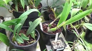 A visit to Reg's Orchid Greenhouse