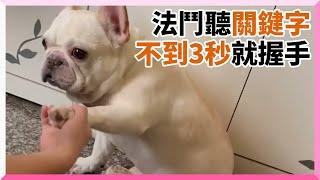 法鬥不理握手要求！飼主喊「數到3...」牠秒妥協｜寵物動物｜搞笑｜法國鬥牛犬｜關鍵字｜精選影片