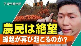 反乱が再び起こるのか？中国の農家の苦境はどれほどなのか？「農業をやるぐらいなら犬になった方がまし！」江西豊城事件は再び起こるのか？