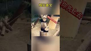 辉宝睿宝 #panda