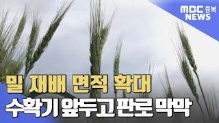 밀 농사 두 배 껑충.."팔 곳이 없다"ㅣMBC충북NEWS